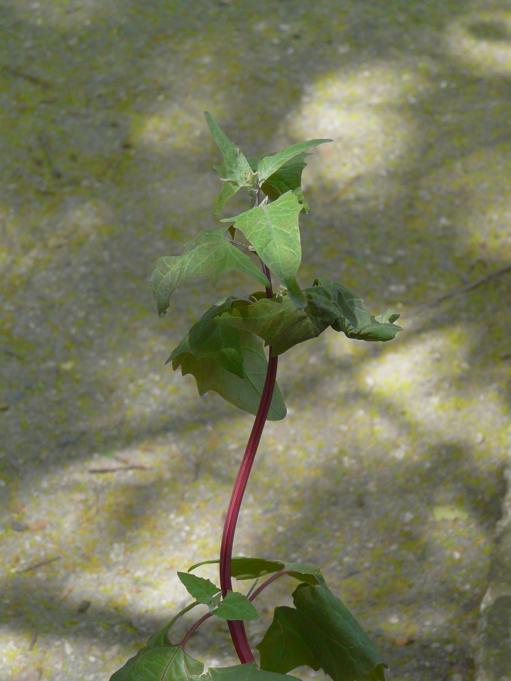 Изображение особи Atriplex hortensis.