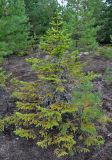 Picea abies