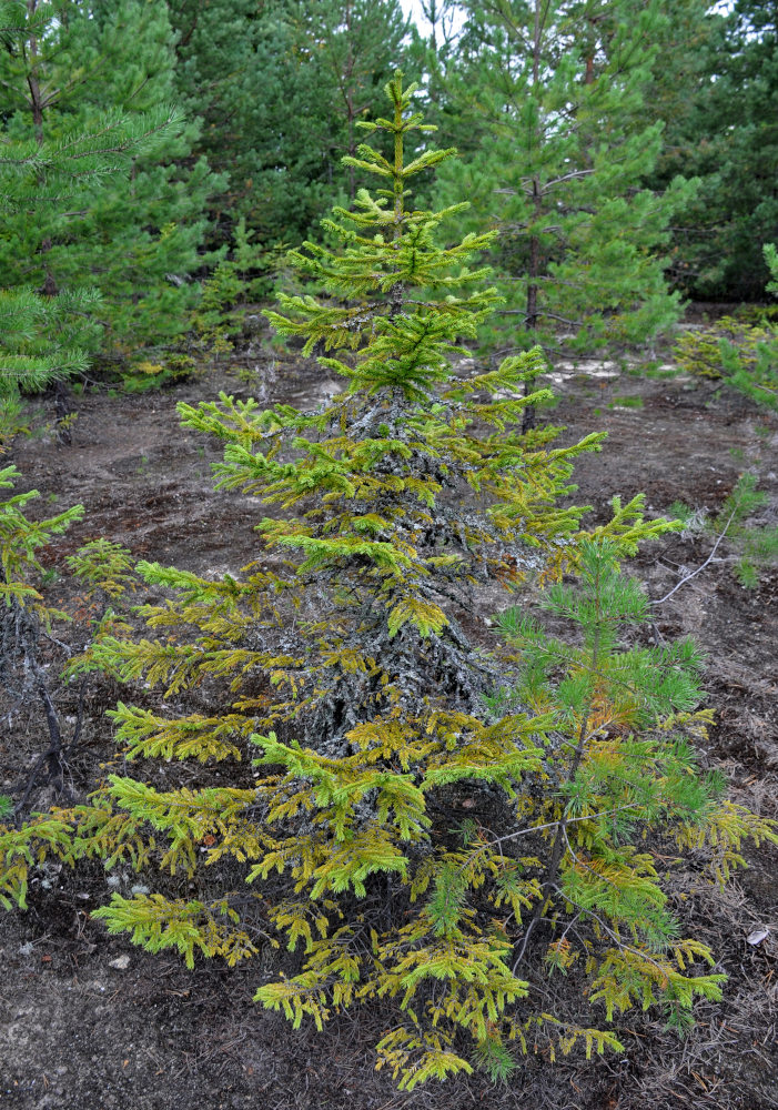 Image of Picea abies specimen.