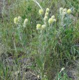 Oxytropis pilosa. Цветущие растения. Саратовская обл., Красноармейский р-н, окр. с. Белогорское, степь. 30.05.2019.