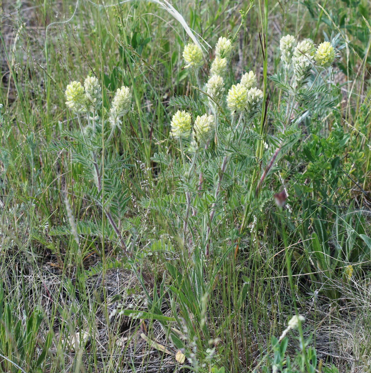 Изображение особи Oxytropis pilosa.