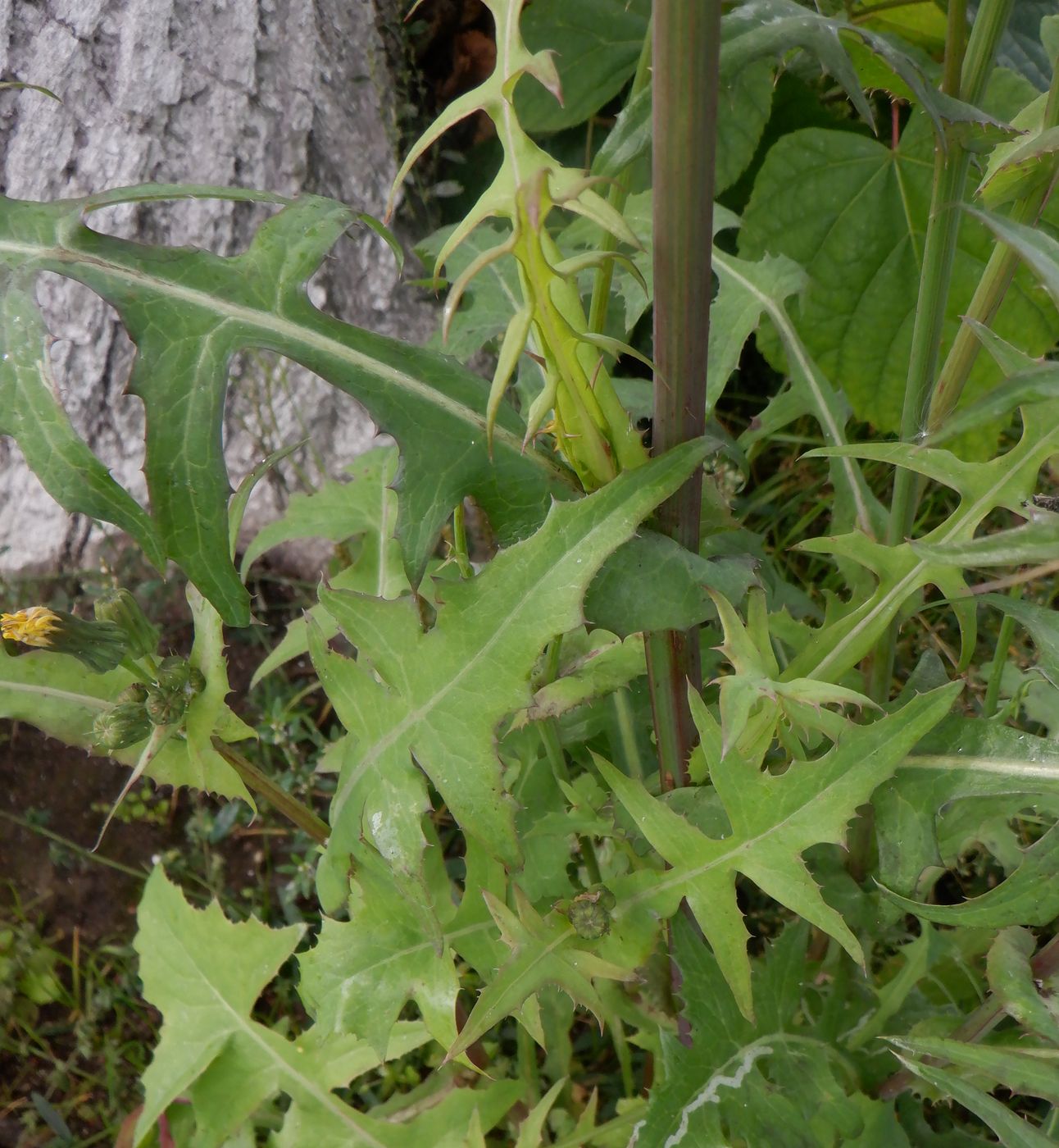 Изображение особи Sonchus oleraceus.