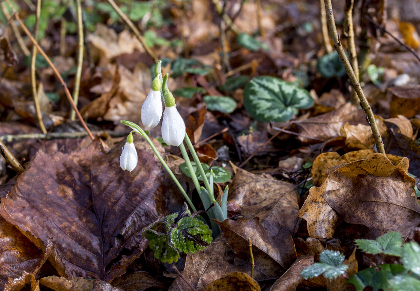 Изображение особи Galanthus alpinus.