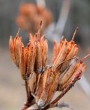 Rhododendron luteum. Верхушка побега с вскрывшимися прошлогодними плодами-коробочками и спящей вегетативной почкой. Ставропольский край, г. Кисловодск, парк. 03.01.2019.