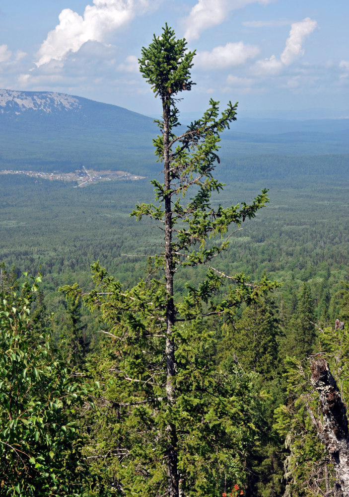 Изображение особи Picea obovata.