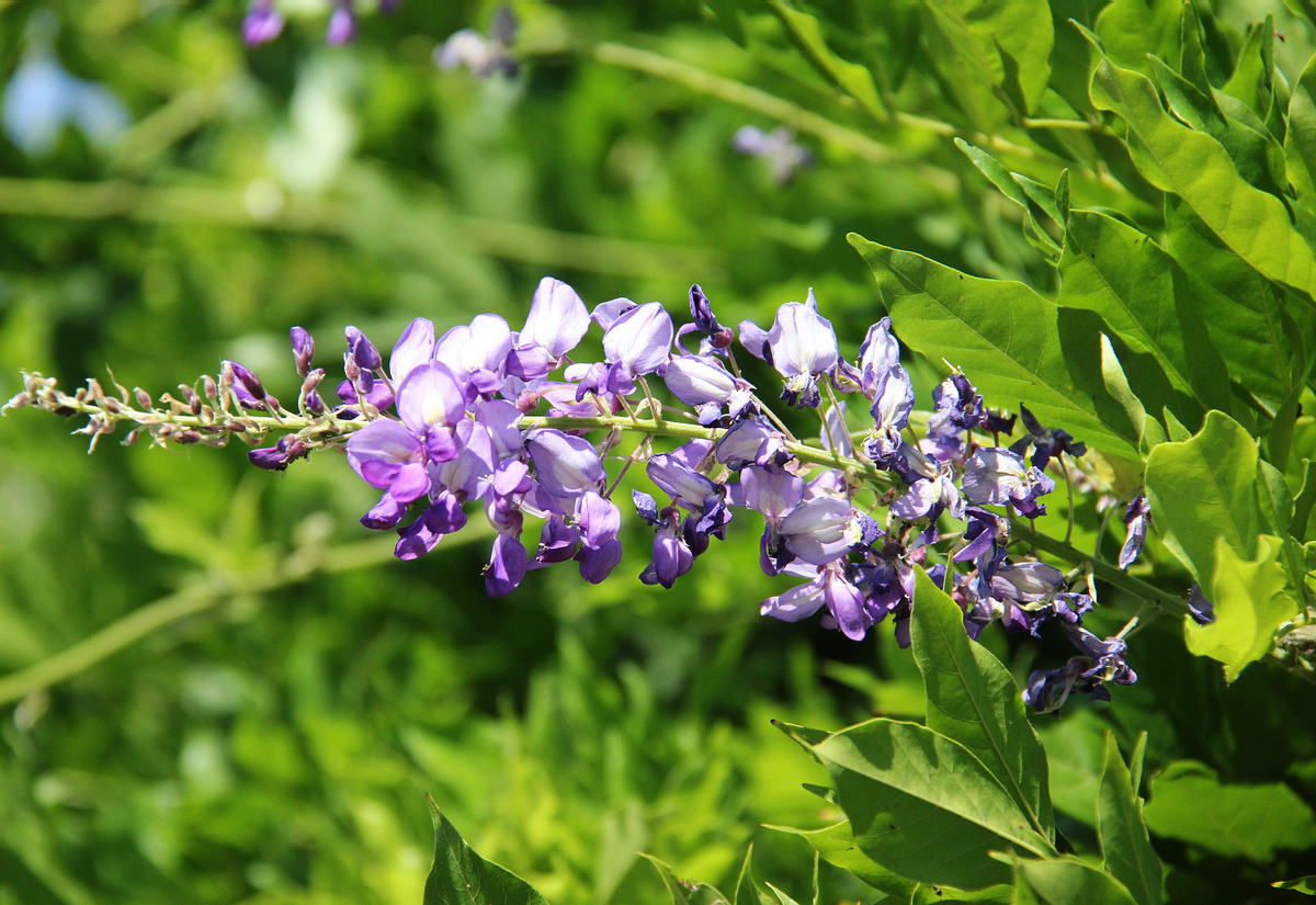 Image of Wisteria sinensis specimen.