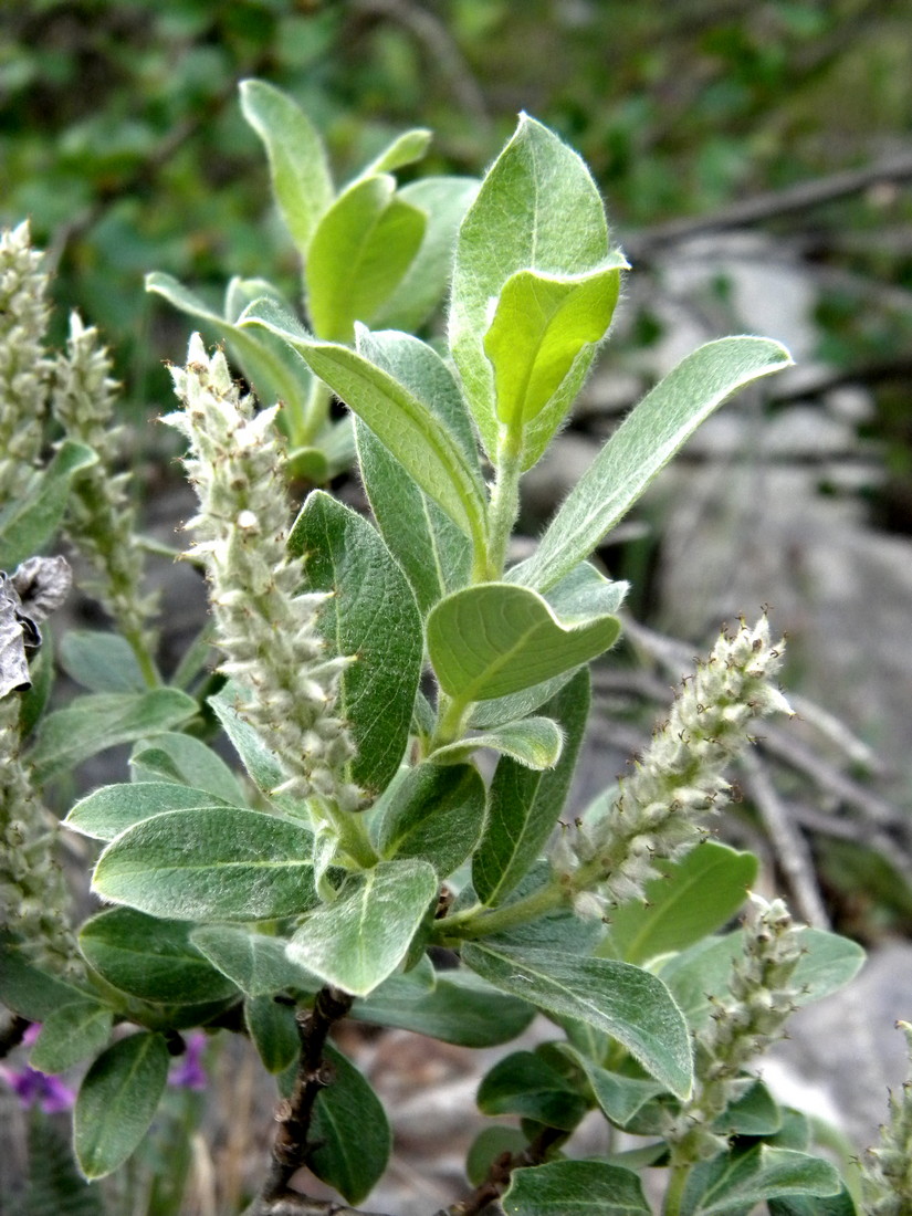 Image of Salix glauca specimen.