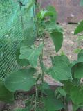 Aristolochia clematitis