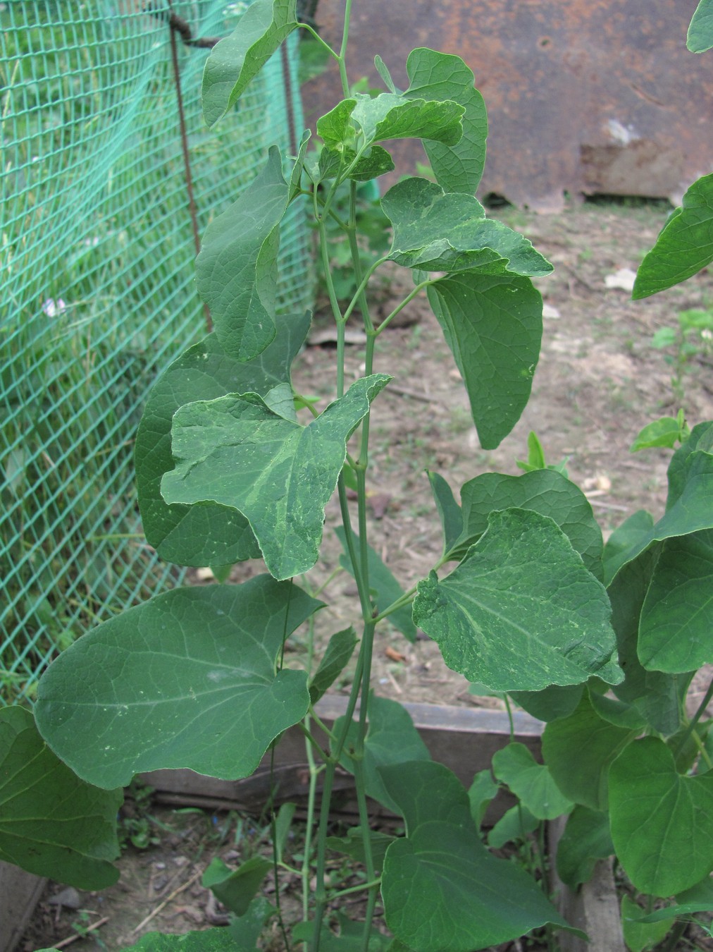 Image of Aristolochia clematitis specimen.