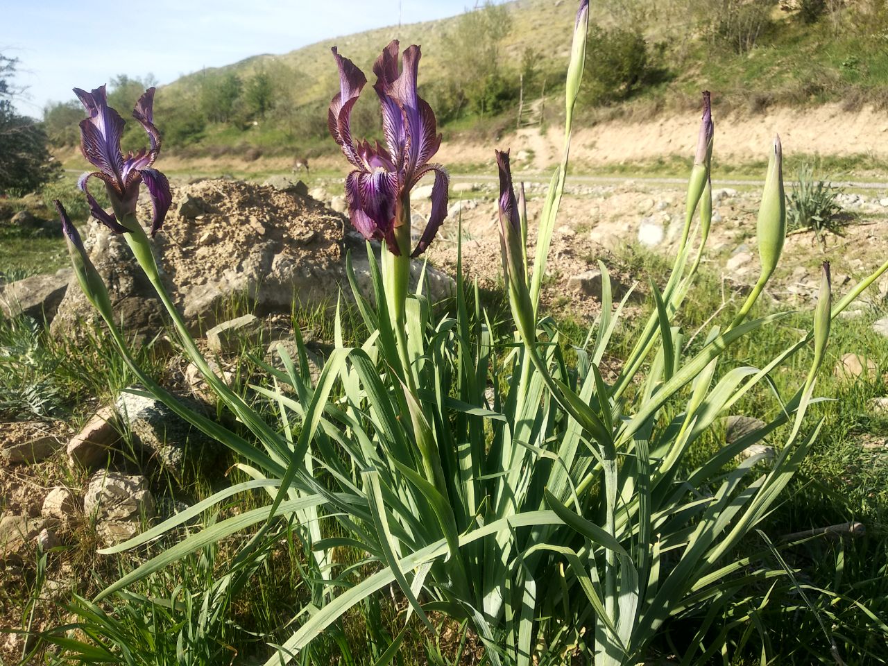 Изображение особи Iris stolonifera.