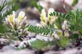 Astragalus resupinatus. Верхушка побега с соцветием и листья. Краснодарский край, м/о г. Новороссийск, южный склон Маркотхского хребта, сухой щебнистый склон. 02.05.2021.