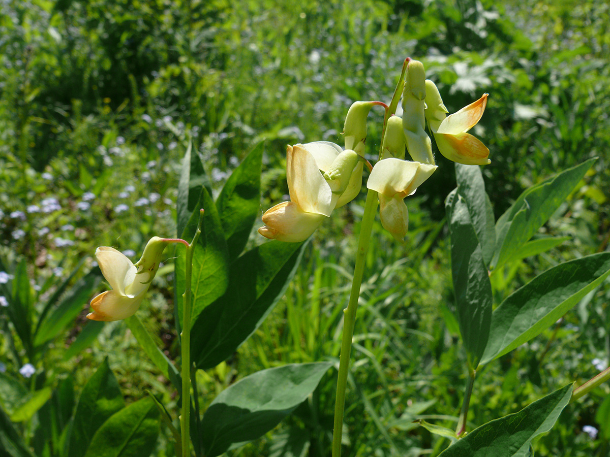 Изображение особи Lathyrus gmelinii.