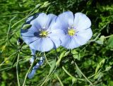 Linum austriacum