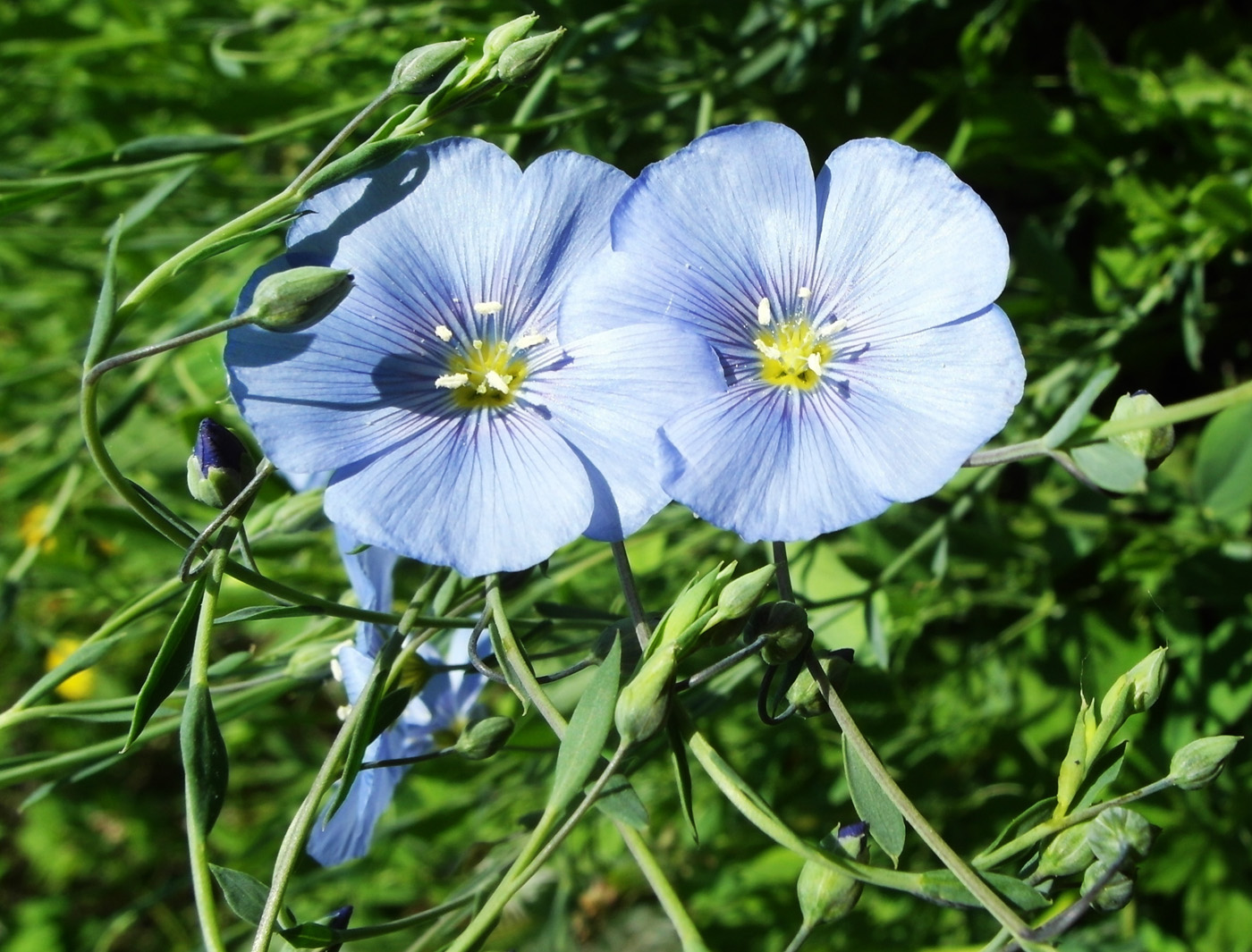 Изображение особи Linum austriacum.