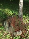 Betula pendula. Нижняя часть ствола и пень хвойного (?) дерева. Московская обл., пгт Большие Вязёмы, усадьба Вязёмы, парковый участок у заднего фасада дворца, в культуре (?). 24.09.2020.