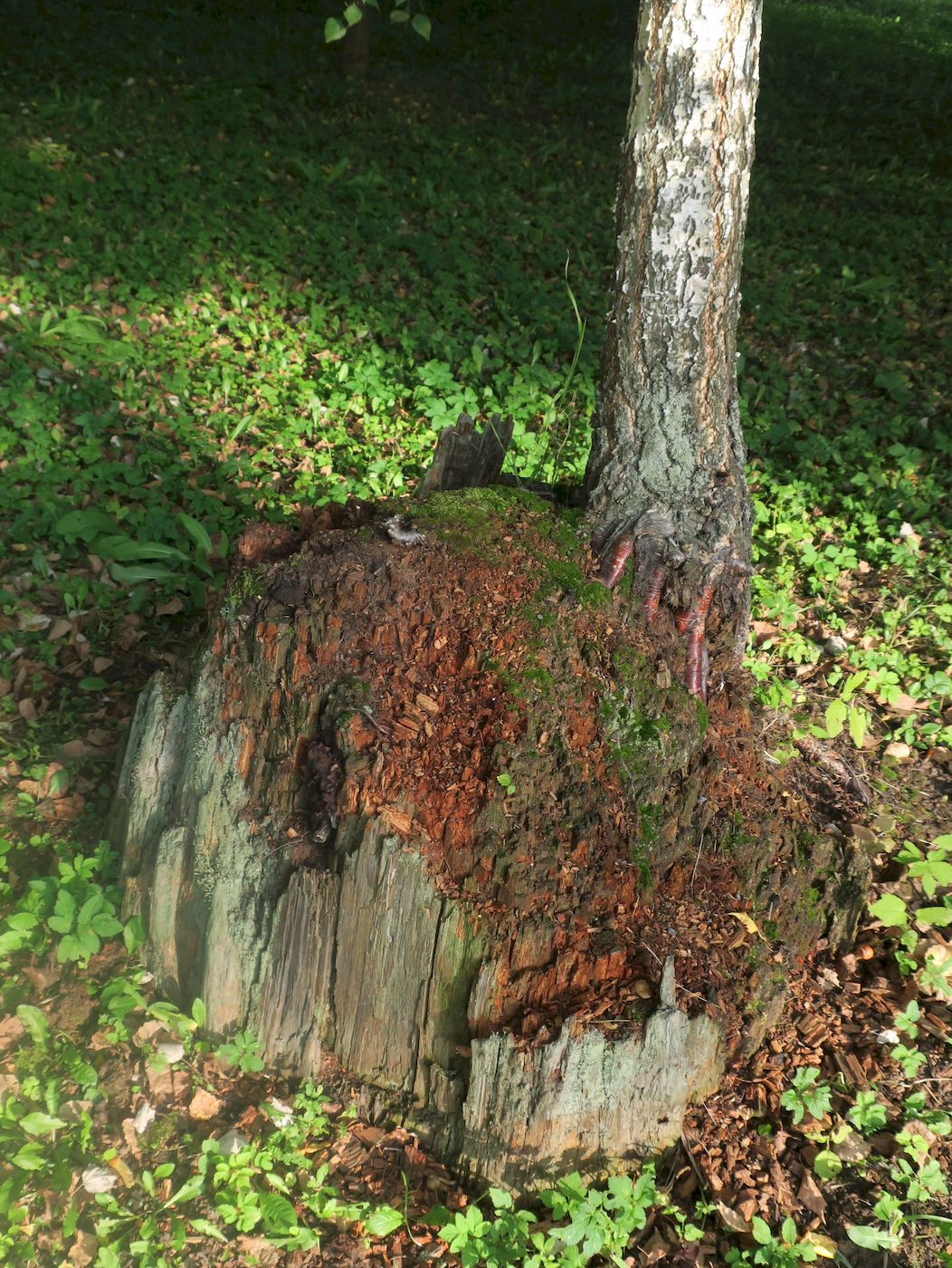 Image of Betula pendula specimen.