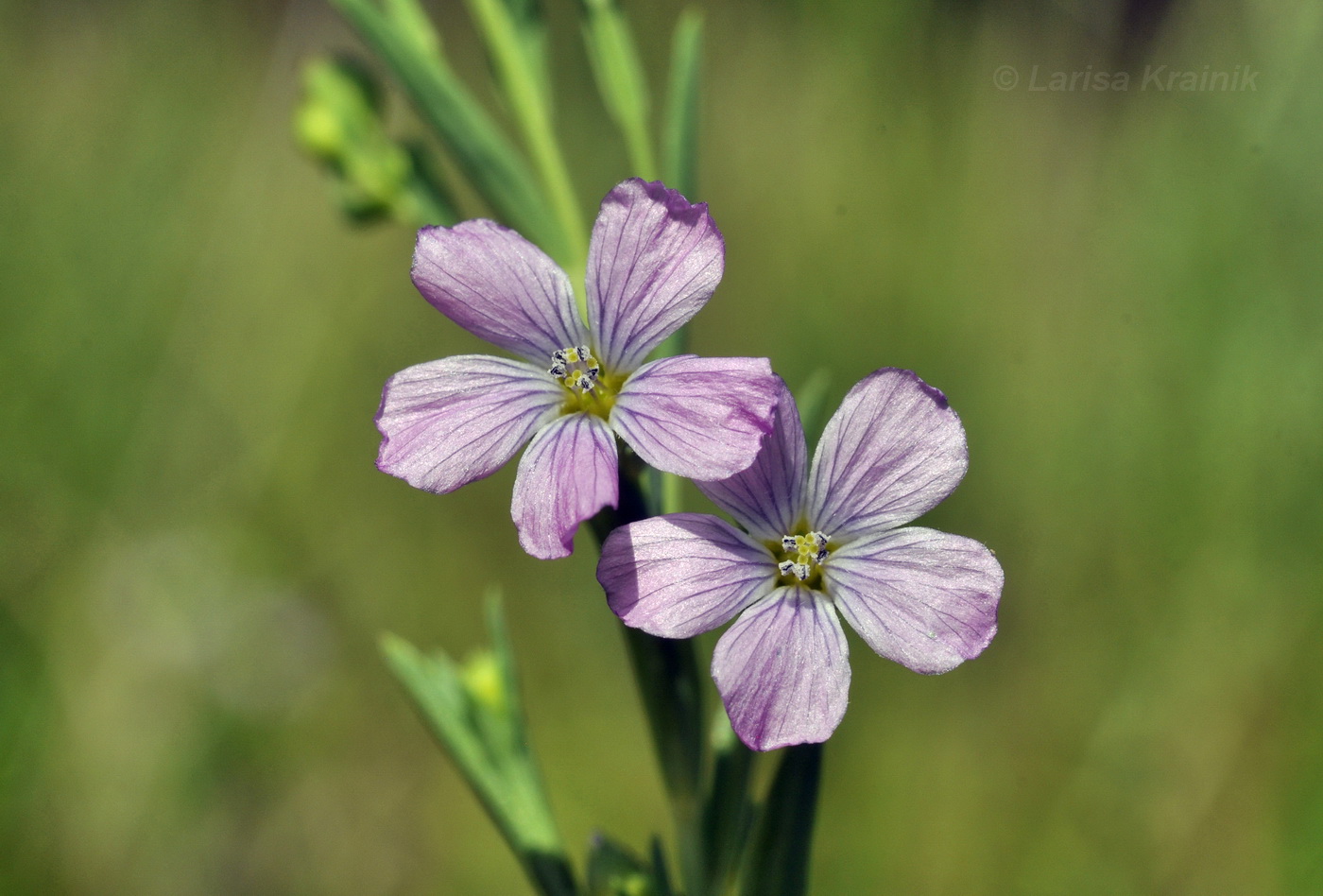 Image of Linum stelleroides specimen.