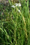 Achillea ptarmica. Цветущее растение. Санкт-Петербург, Курортный р-н, напротив ж.-д. ст. Тарховка, побережье Финского залива. 15.07.2021.