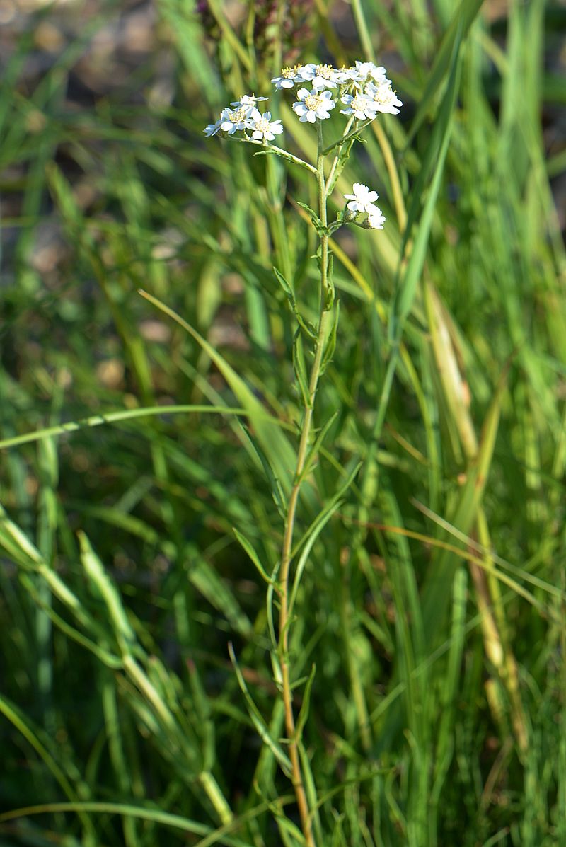 Image of Achillea ptarmica specimen.