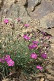 Dianthus versicolor