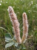 Salix lanata. Соплодие. Гыданский п-ов, побережье Обской губы, бугристая заболоченная низина. 06.08.2021.