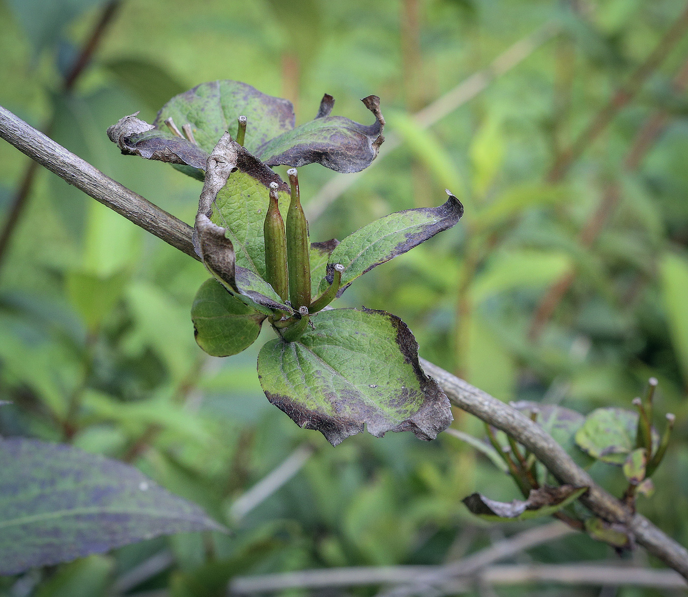 Image of Weigela florida specimen.