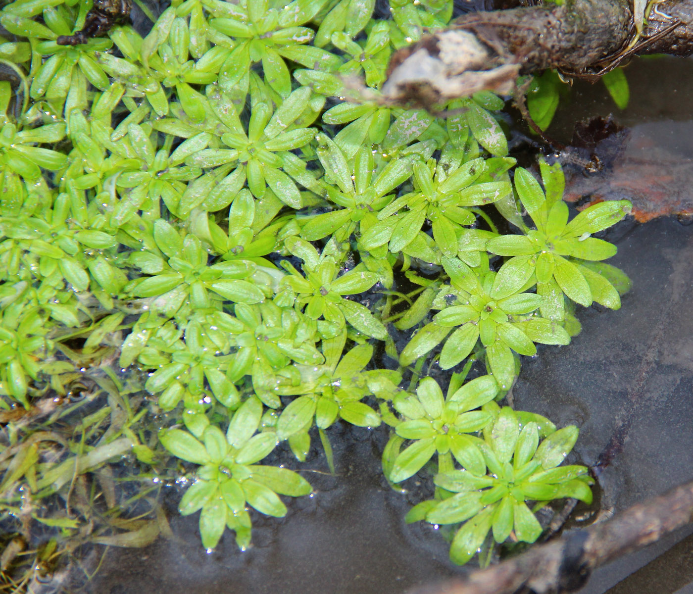 Image of Callitriche lenisulca specimen.