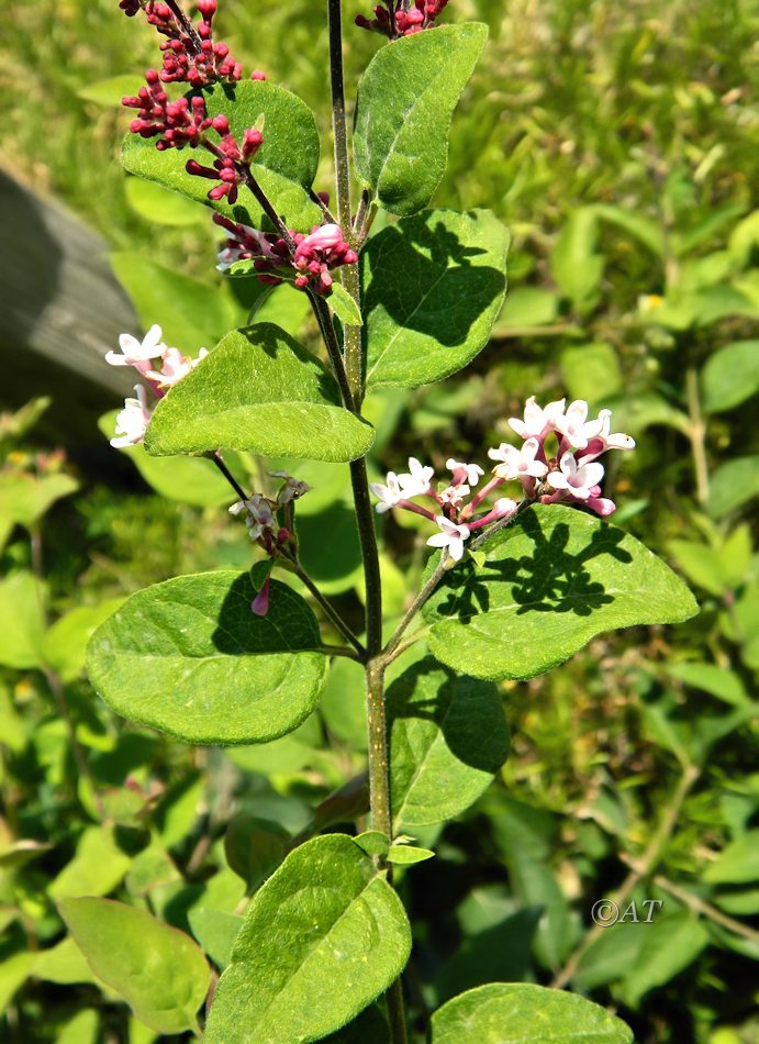 Image of Syringa microphylla specimen.