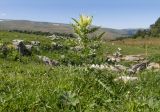 Cirsium obvallatum. Цветущее растение. Адыгея, Кавказский биосферный заповедник, Азишский перевал, ≈ 2000 м н.у.м., субальпийский луг. 31.08.2019.