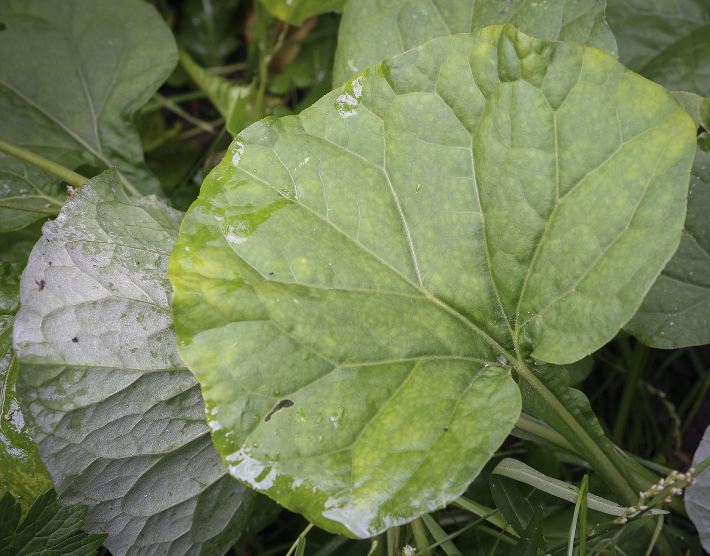 Изображение особи Adenocaulon adhaerescens.