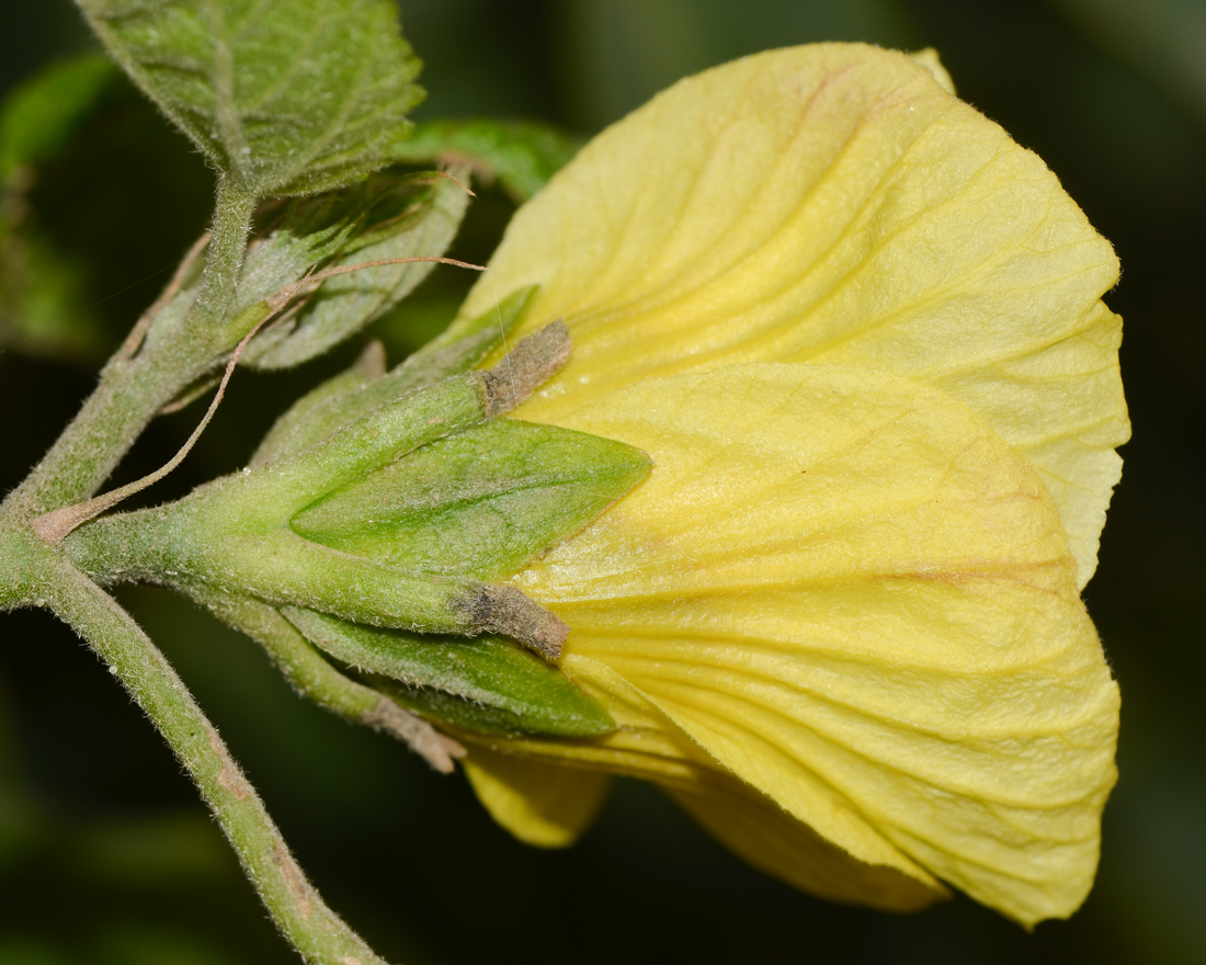 Image of Hibiscus calyphyllus specimen.