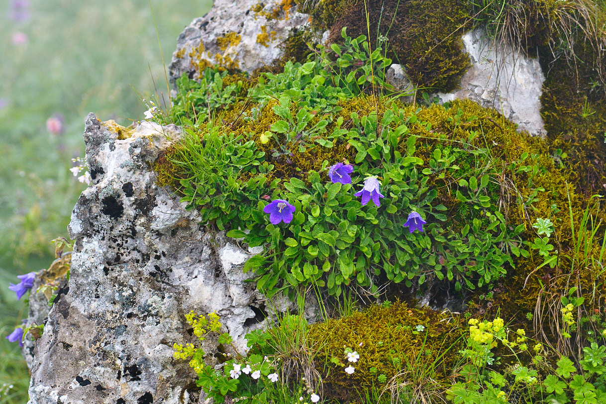 Image of Campanula argunensis specimen.