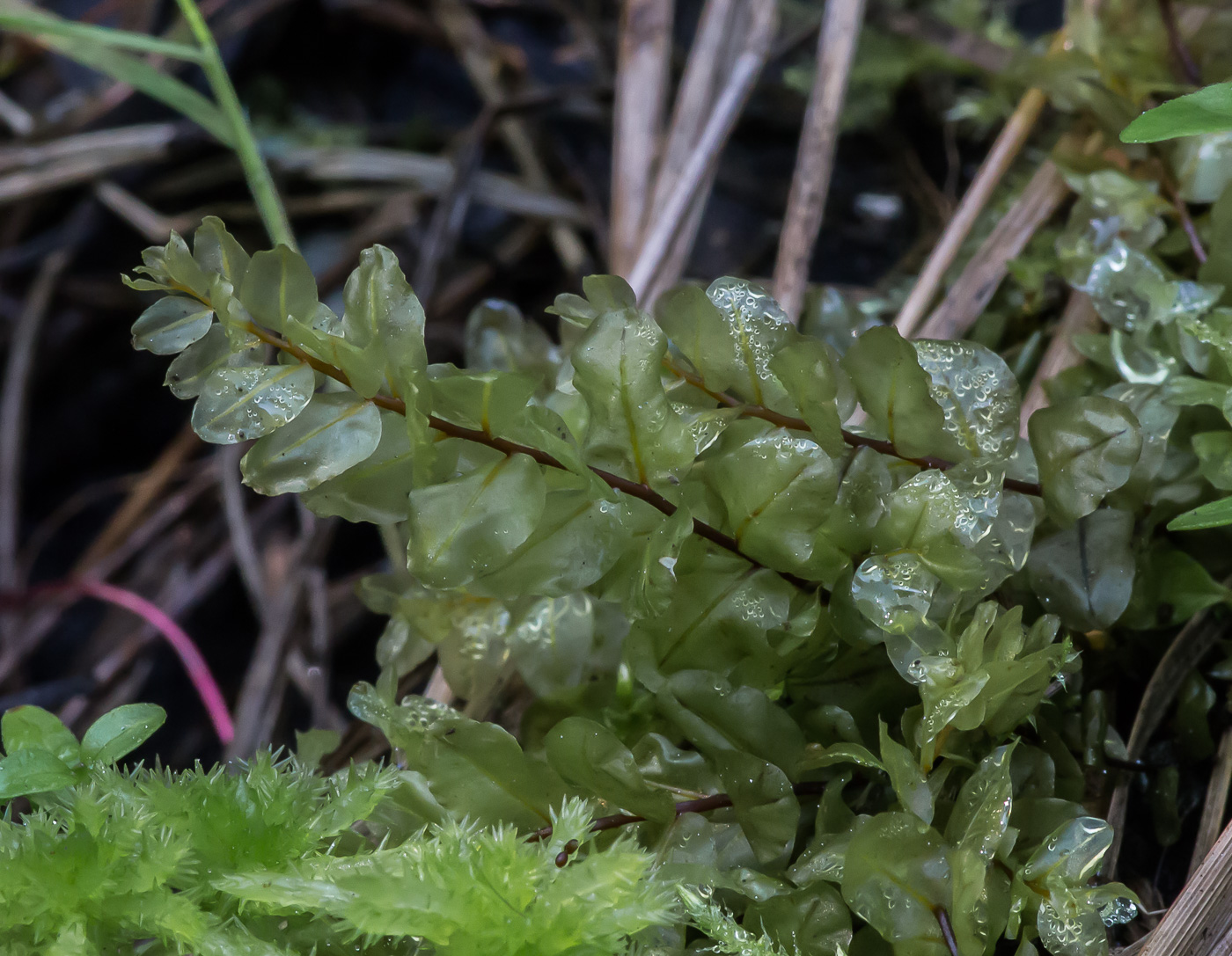 Image of Pseudobryum cinclidioides specimen.