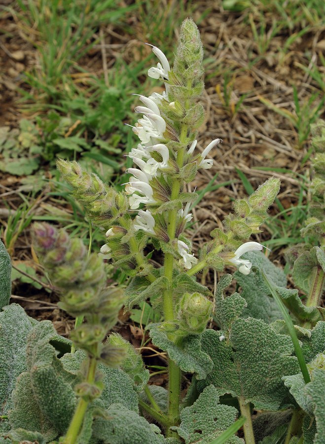 Изображение особи Salvia xanthocheila.