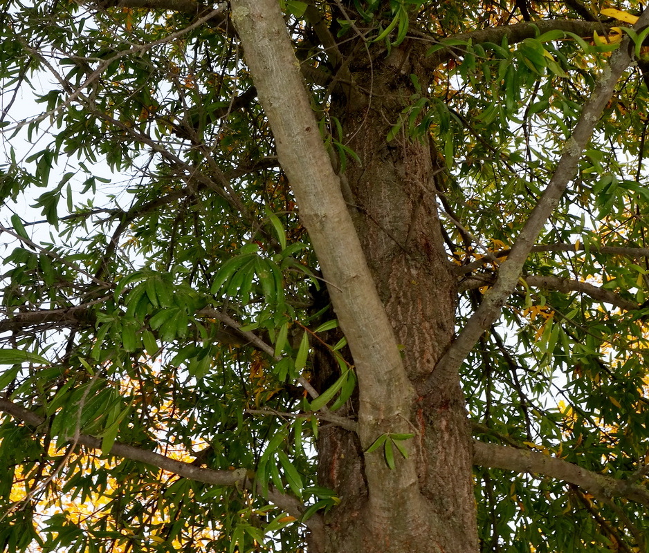 Image of Quercus phellos specimen.