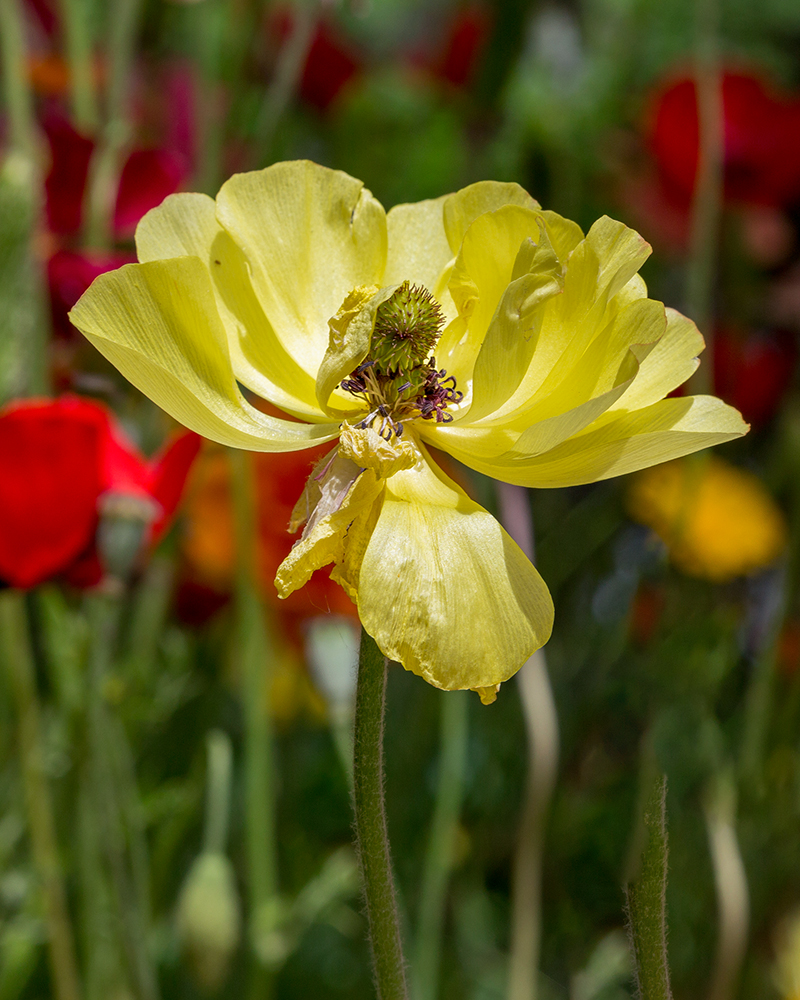 Image of Ranunculus asiaticus specimen.