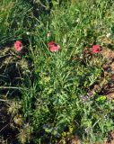 Papaver hybridum