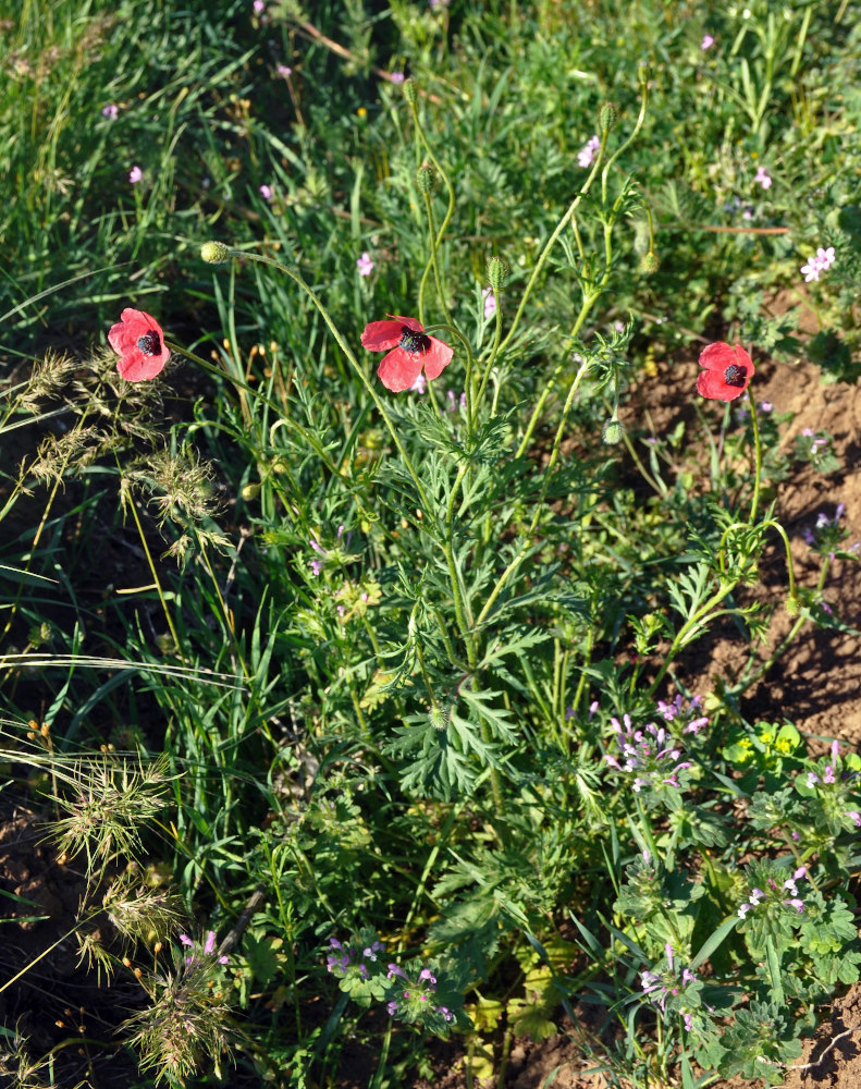 Изображение особи Papaver hybridum.