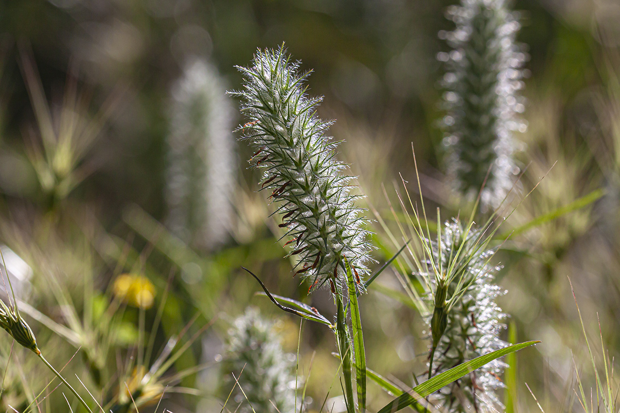 Image of Trifolium angustifolium specimen.