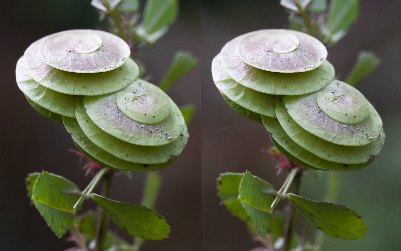 Изображение особи Medicago orbicularis.