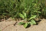 Plantago winteri. Плодоносящее растение. Ленинградская обл., Кингисеппский р-н, окр. дер. Урмизно, берег Финского залива, песчаный пляж, на границе с травяными зарослями в понижении. 22.08.2021.