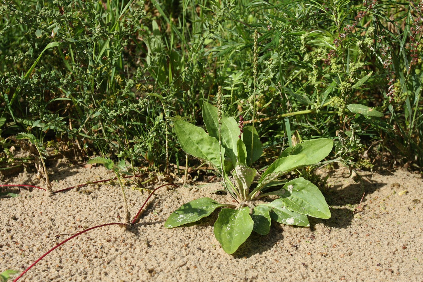 Изображение особи Plantago winteri.