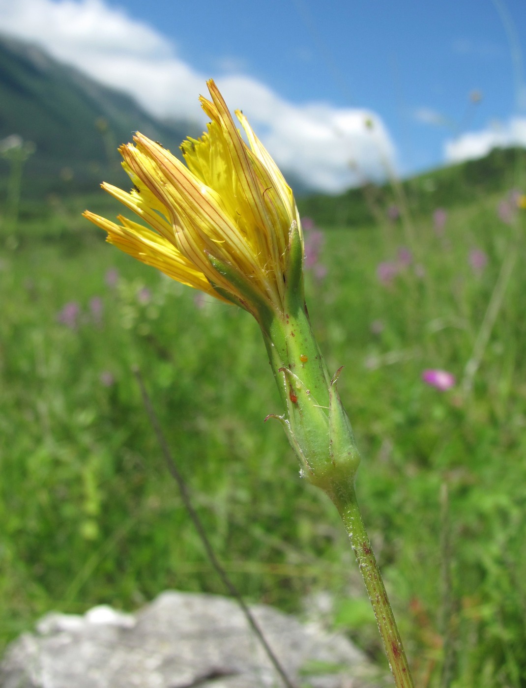 Изображение особи Scorzonera stricta.