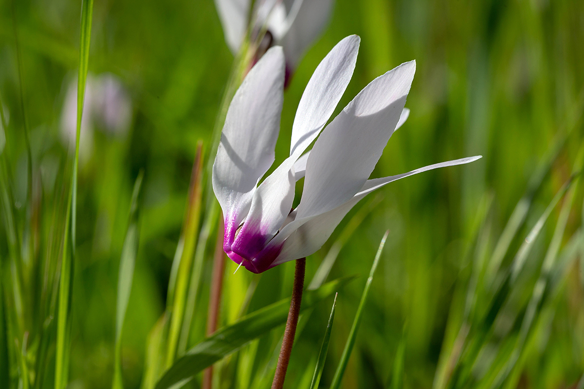 Image of Cyclamen persicum specimen.