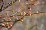 Tilia cordata. Верхушка ветви с распускающимися почками. Самарская обл., Ставропольский р-н, окр. с. Жигули, Молодецкий курган, луговой склон, край обрыва. 03.05.2021.