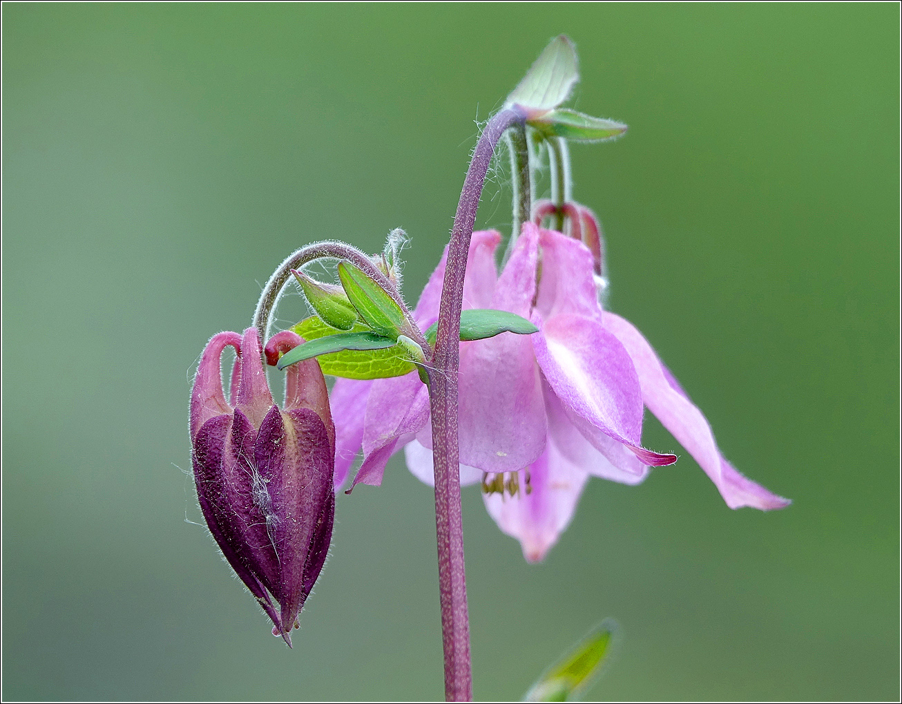 Image of Aquilegia vulgaris specimen.