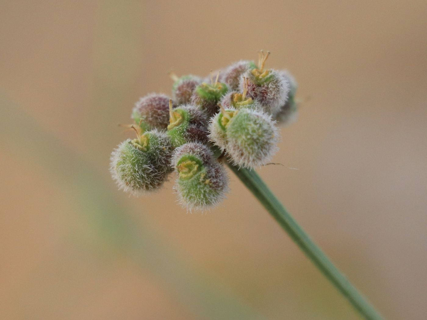 Изображение особи Prangos ammophila.