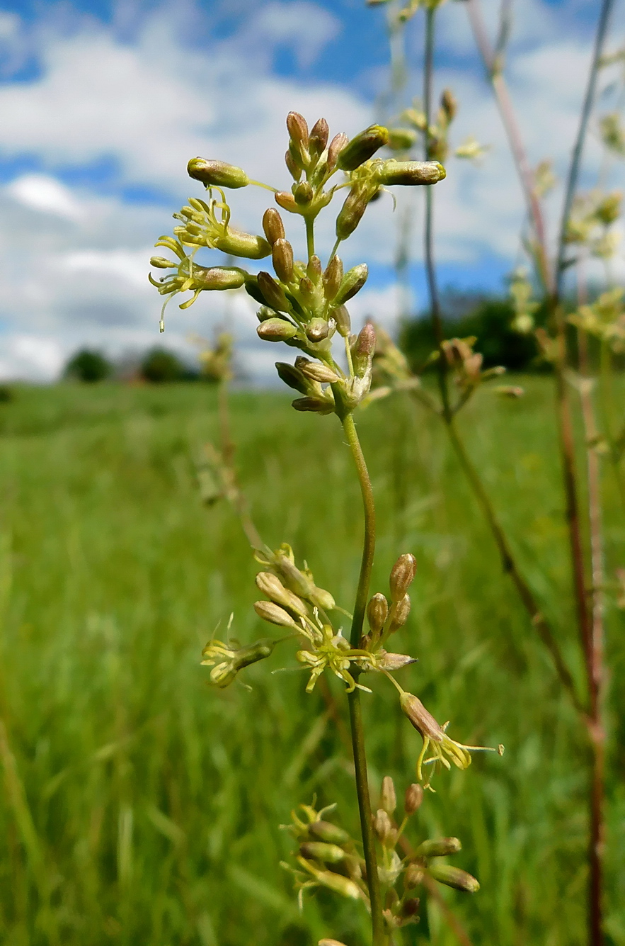 Image of Silene densiflora specimen.