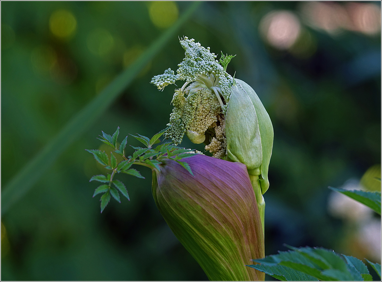 Image of Angelica sylvestris specimen.