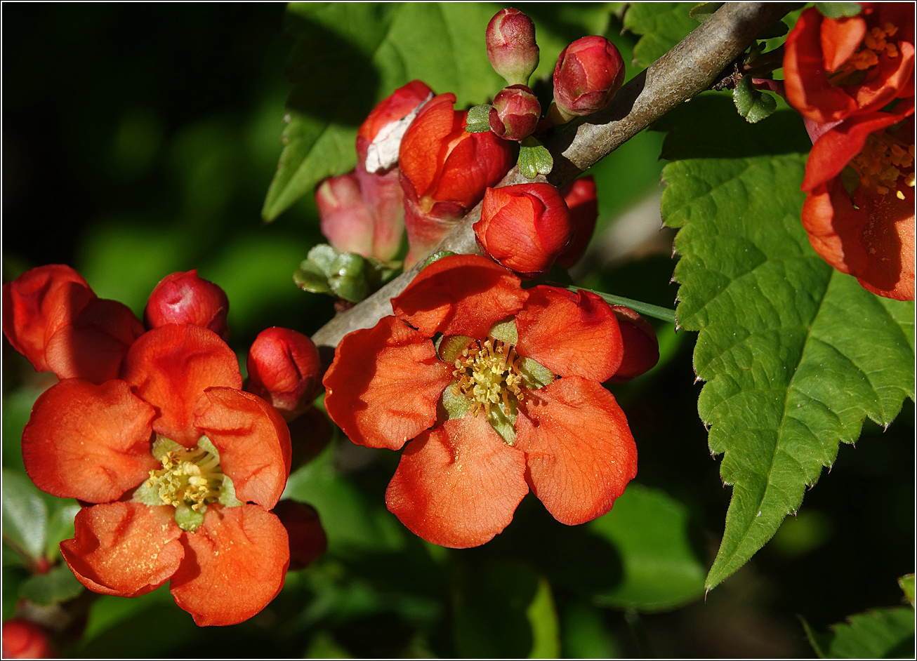 Image of Chaenomeles japonica specimen.